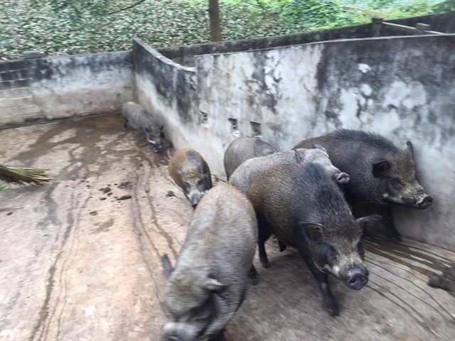 Giữa lúc giá lợn leo thang, nuôi lợn rừng bán 1 con lãi 1 chỉ vàng - 4 Giữa lúc giá lợn leo thang, nuôi lợn rừng bán 1 con lãi 1 chỉ vàng - 4