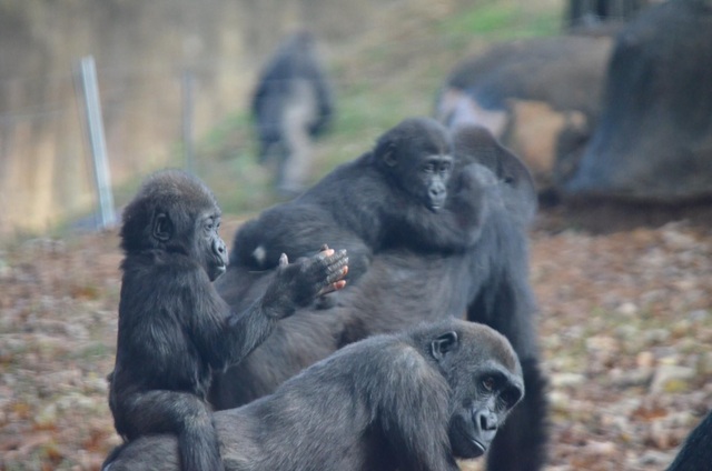 Chú gorilla trở thành ngôi sao mạng xã hội nhờ sở hữu “ngón tay người” - 8 Chú gorilla trở thành ngôi sao mạng xã hội nhờ sở hữu “ngón tay người” - 8