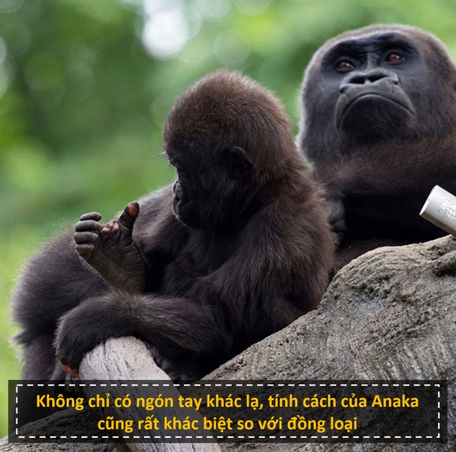 Chú gorilla trở thành ngôi sao mạng xã hội nhờ sở hữu “ngón tay người” - 4 Chú gorilla trở thành ngôi sao mạng xã hội nhờ sở hữu “ngón tay người” - 4