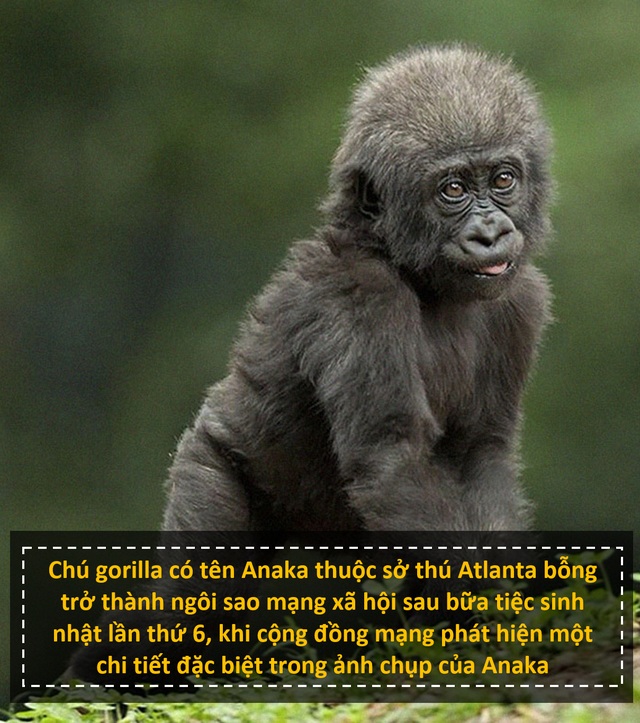 Chú gorilla trở thành ngôi sao mạng xã hội nhờ sở hữu “ngón tay người” - 1 Chú gorilla trở thành ngôi sao mạng xã hội nhờ sở hữu “ngón tay người” - 1
