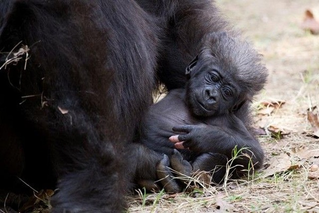 Chú gorilla trở thành ngôi sao mạng xã hội nhờ sở hữu “ngón tay người” - 10 Chú gorilla trở thành ngôi sao mạng xã hội nhờ sở hữu “ngón tay người” - 10