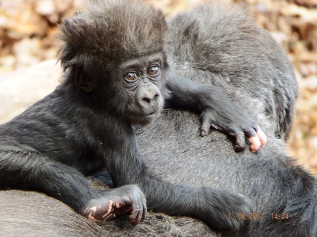 Chú gorilla trở thành ngôi sao mạng xã hội nhờ sở hữu “ngón tay người” - 7 Chú gorilla trở thành ngôi sao mạng xã hội nhờ sở hữu “ngón tay người” - 7