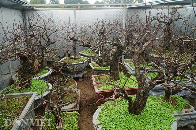 Đào tiến Vua giá khủng nằm phòng lạnh chờ Tết Canh Tý - 1 Đào tiến Vua giá khủng nằm phòng lạnh chờ Tết Canh Tý - 1