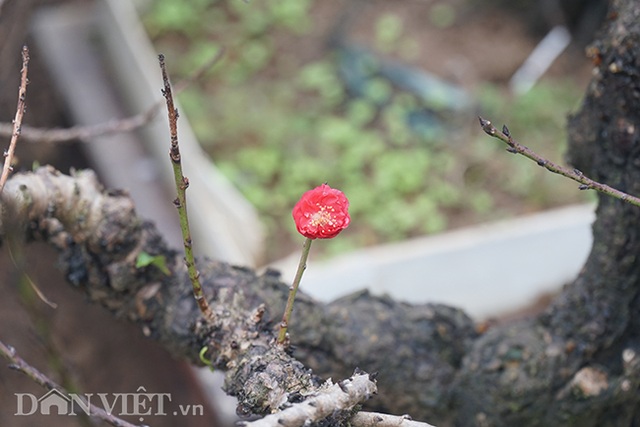 Đào tiến Vua giá khủng nằm phòng lạnh chờ Tết Canh Tý - 12 Đào tiến Vua giá khủng nằm phòng lạnh chờ Tết Canh Tý - 12