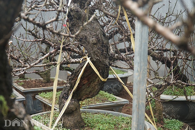 Đào tiến Vua giá khủng nằm phòng lạnh chờ Tết Canh Tý - 5 Đào tiến Vua giá khủng nằm phòng lạnh chờ Tết Canh Tý - 5