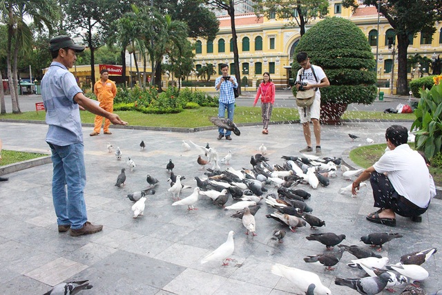 Quận Hoàn Kiếm-Hà Nội đang nghiên cứu ý tưởng thả chim bồ câu tại phố đi bộ - 1
