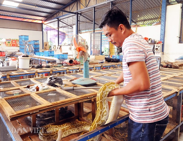 Đột nhập trại nuôi la liệt loài trăn đột biến khủng ở miền Tây - 5 Đột nhập trại nuôi la liệt loài trăn đột biến khủng ở miền Tây - 5
