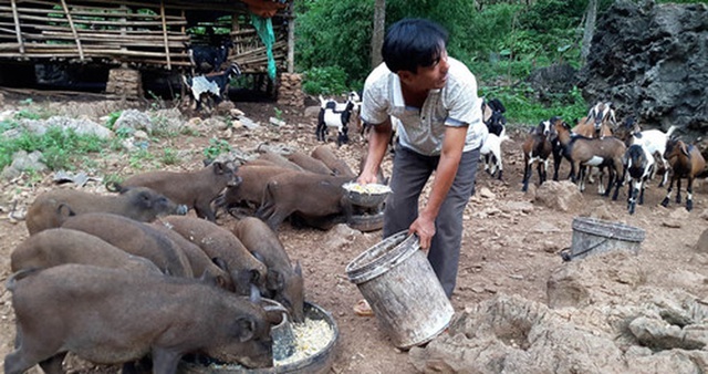Bão giá thịt lợn: Bán một con thu nửa cây vàng, lợn rừng mỗi con lãi cả chỉ - 1 Bão giá thịt lợn: Bán một con thu nửa cây vàng, lợn rừng mỗi con lãi cả chỉ - 1