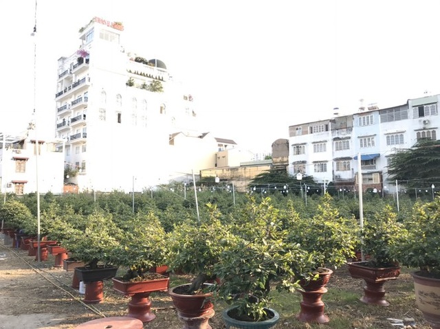 Mai vàng, hoa Tết nhộn nhịp xuống phố - 9 Mai vàng, hoa Tết nhộn nhịp xuống phố - 9