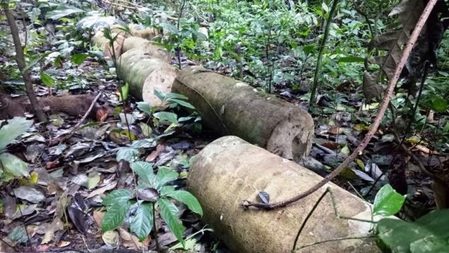 Để phá rừng hàng loạt, nhiều cán bộ kiểm lâm bị kỷ luật cảnh cáo - 1 Để phá rừng hàng loạt, nhiều cán bộ kiểm lâm bị kỷ luật cảnh cáo - 1