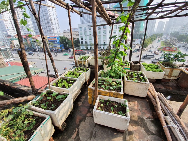 Độc đáo “nông trại” trồng rau, nuôi gà trên sân thượng, giữa lưng trời ở Hà Nội - 4