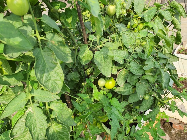 Độc đáo “nông trại” trồng rau, nuôi gà trên sân thượng, giữa lưng trời ở Hà Nội - 7