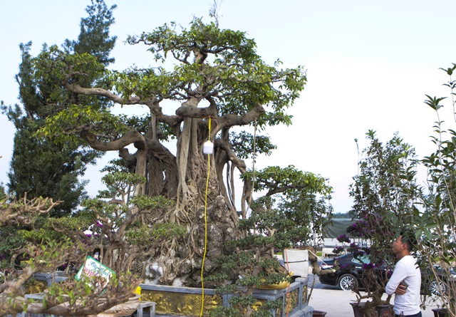 Cận cảnh cây Sanh lá móng có giá 2,5 tỷ đồng ở Hà Nội - 9
