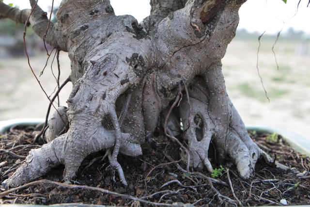 Mãn nhãn với những chậu bonsai mini giá hàng chục triệu đồng - 5 Mãn nhãn với những chậu bonsai mini giá hàng chục triệu đồng - 5