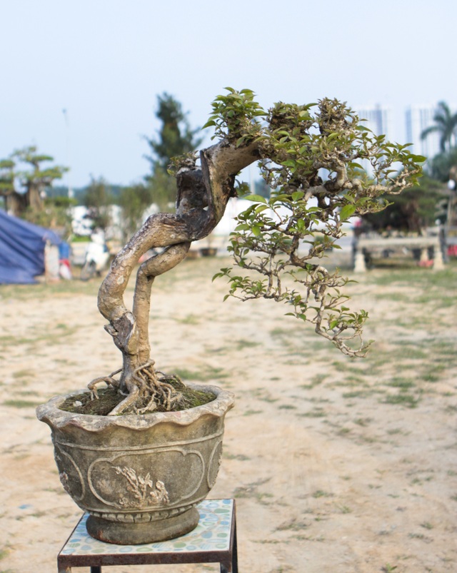 Mãn nhãn với những chậu bonsai mini giá hàng chục triệu đồng - 6 Mãn nhãn với những chậu bonsai mini giá hàng chục triệu đồng - 6