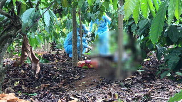 Bắt nghi phạm sát hại người phụ nữ, phi tang xác ở rẫy cà phê - 1 Bắt nghi phạm sát hại người phụ nữ, phi tang xác ở rẫy cà phê - 1