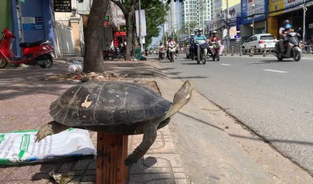 Cuối năm 1 con rùa to khổ sở vì bị bày bán công khai trên phố - 1 Cuối năm 1 con rùa to khổ sở vì bị bày bán công khai trên phố - 1