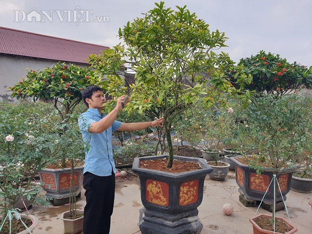 Ninh Bình: Trồng hoa hồng cổ bán Tết, 9X bỏ túi trăm triệu đồng - 13 Ninh Bình: Trồng hoa hồng cổ bán Tết, 9X bỏ túi trăm triệu đồng - 13