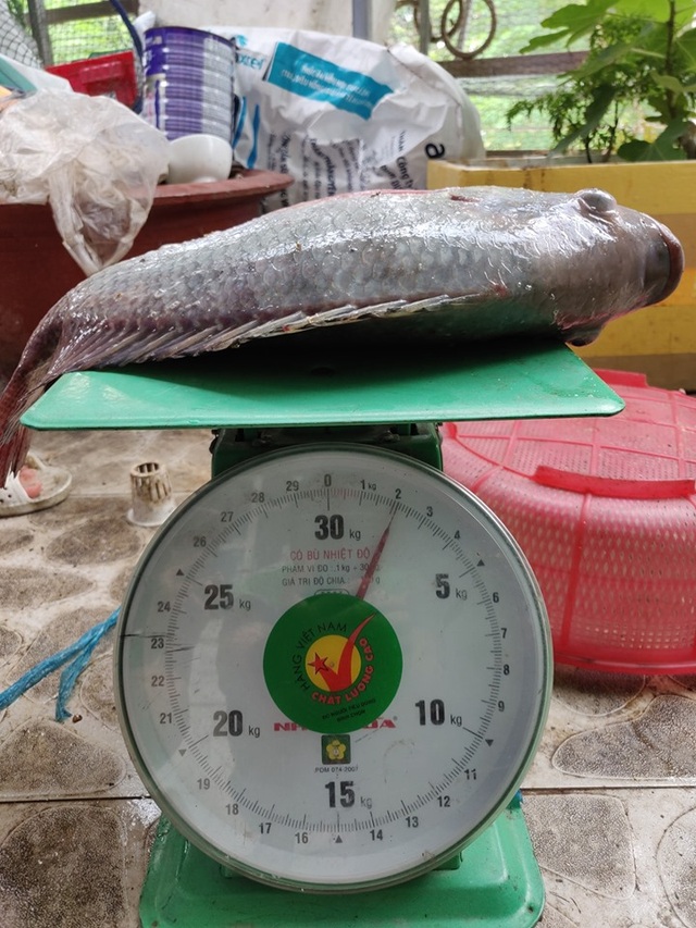 Ông chủ doanh nghiệp Đồng Nai chi 70 triệu trồng rau, nuôi cá trên sân thượng - 12 Ông chủ doanh nghiệp Đồng Nai chi 70 triệu trồng rau, nuôi cá trên sân thượng - 12