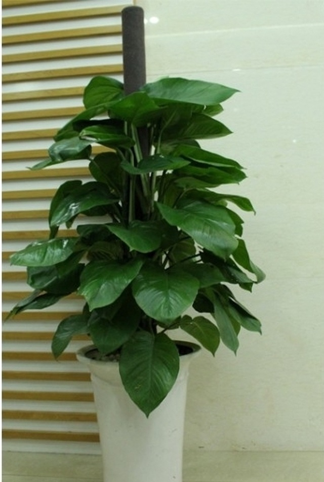 Bất ngờ từ những loại cây quen thuộc nuốt’ bụi mịn, lọc không khí - 1 Bất ngờ từ những loại cây quen thuộc nuốt’ bụi mịn, lọc không khí - 1