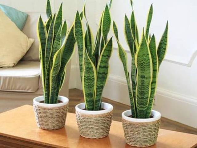 Bất ngờ từ những loại cây quen thuộc nuốt’ bụi mịn, lọc không khí - 3 Bất ngờ từ những loại cây quen thuộc nuốt’ bụi mịn, lọc không khí - 3
