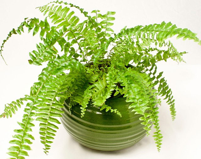 Bất ngờ từ những loại cây quen thuộc nuốt’ bụi mịn, lọc không khí - 4 Bất ngờ từ những loại cây quen thuộc nuốt’ bụi mịn, lọc không khí - 4