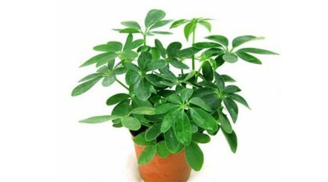 Bất ngờ từ những loại cây quen thuộc nuốt’ bụi mịn, lọc không khí - 6 Bất ngờ từ những loại cây quen thuộc nuốt’ bụi mịn, lọc không khí - 6