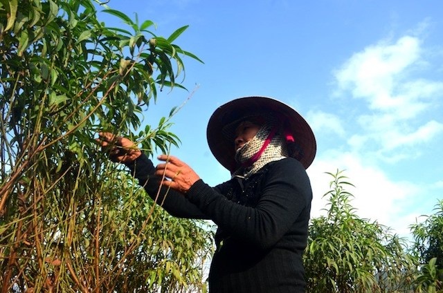 Nghệ An: Làng trồng hoa ta “, hoa tây đang nín thở” ngóng trời - 1 Nghệ An: Làng trồng hoa ta “, hoa tây đang nín thở” ngóng trời - 1