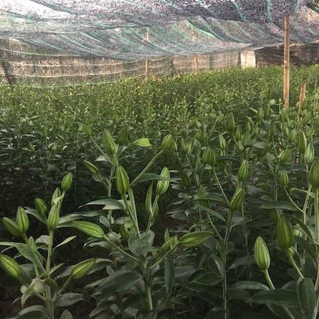 Nghệ An: Làng trồng hoa ta “, hoa tây đang nín thở” ngóng trời - 4 Nghệ An: Làng trồng hoa ta “, hoa tây đang nín thở” ngóng trời - 4