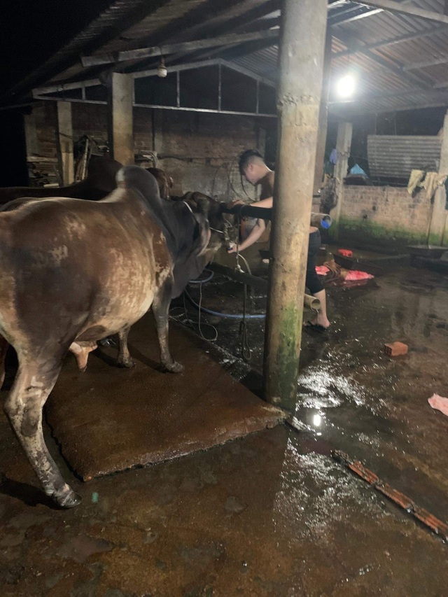 Bắt quả tang nhiều cơ sở bơm nước vào bò trước khi giết mổ - 1 Bắt quả tang nhiều cơ sở bơm nước vào bò trước khi giết mổ - 1