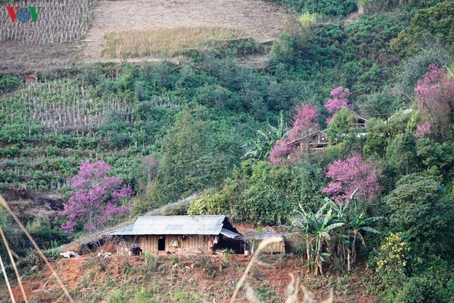 Hoa đào bừng sáng trời đông Mù Cang Chải - 12 Hoa đào bừng sáng trời đông Mù Cang Chải - 12