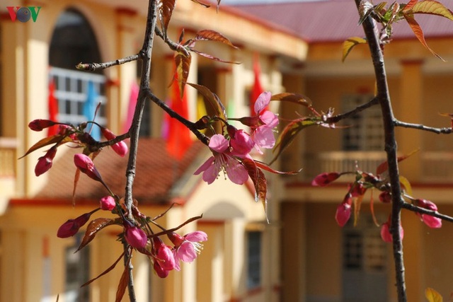 Hoa đào bừng sáng trời đông Mù Cang Chải - 15 Hoa đào bừng sáng trời đông Mù Cang Chải - 15