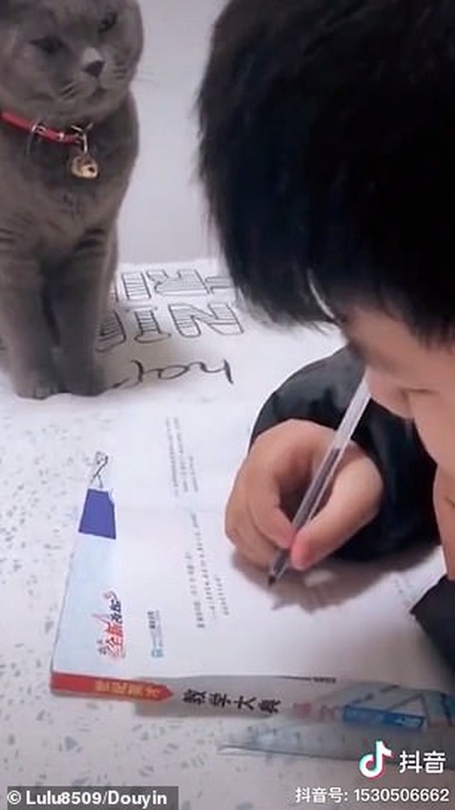 Bật cười trước hình ảnh thầy giáo mèo nghiêm khắc giám sát cậu chủ làm bài về nhà - 1 Bật cười trước hình ảnh thầy giáo mèo nghiêm khắc giám sát cậu chủ làm bài về nhà - 1
