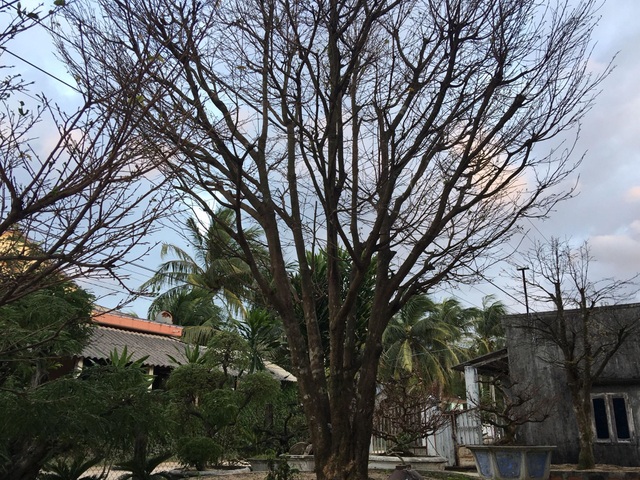 Cây độc chơi Tết: Siêu mai cổ thụ 200 tuổi ở Bình Định, khách trả nửa tỷ chưa bán - 1 Cây độc chơi Tết: Siêu mai cổ thụ 200 tuổi ở Bình Định, khách trả nửa tỷ chưa bán - 1