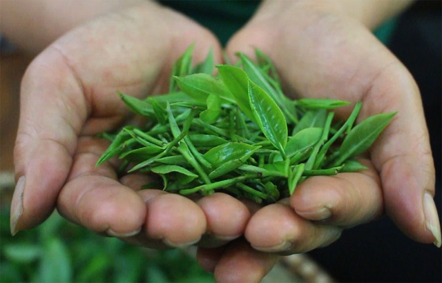 3 triệu đồng/kg trà đinh, khách xếp hàng mua “vàng ròng” thưởng Tết - 2 3 triệu đồng/kg trà đinh, khách xếp hàng mua “vàng ròng” thưởng Tết - 2