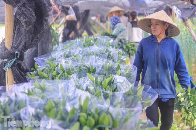 Làng hoa Tây Tựu tất bật chuẩn bị cho Tết - 6 Làng hoa Tây Tựu tất bật chuẩn bị cho Tết - 6