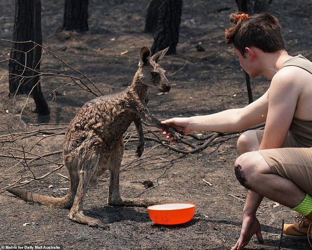 400 triệu động vật bị thiêu hủy, Australia “gồng mình” chiến đấu với cháy rừng - 5 400 triệu động vật bị thiêu hủy, Australia “gồng mình” chiến đấu với cháy rừng - 5
