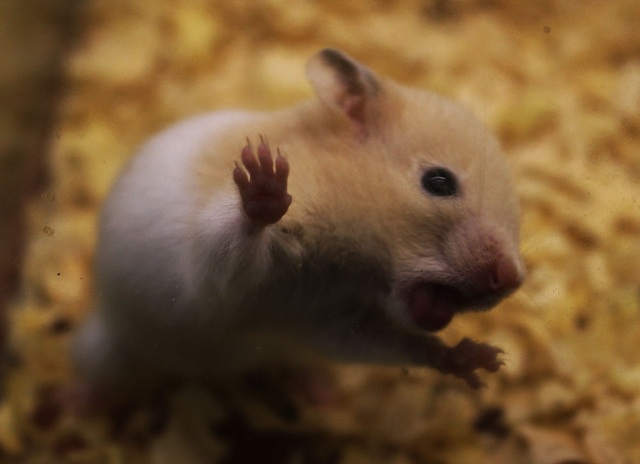 Trước thềm Tết Canh Tý, chuột Hamster bất ngờ được săn lùng ráo riết - 1 Trước thềm Tết Canh Tý, chuột Hamster bất ngờ được săn lùng ráo riết - 1