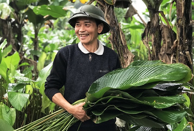 Làng lá dong lớn nhất Hà Nội phấn khởi vì bội thu lại được giá - 3 Làng lá dong lớn nhất Hà Nội phấn khởi vì bội thu lại được giá - 3
