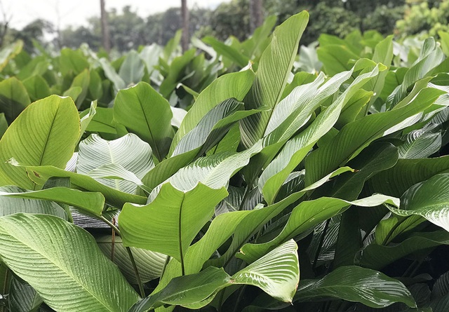 Làng lá dong lớn nhất Hà Nội phấn khởi vì bội thu lại được giá - 1 Làng lá dong lớn nhất Hà Nội phấn khởi vì bội thu lại được giá - 1