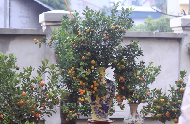 Quất cảnh Tứ Liên “đọ sắc” - 9 Quất cảnh Tứ Liên “đọ sắc” - 9