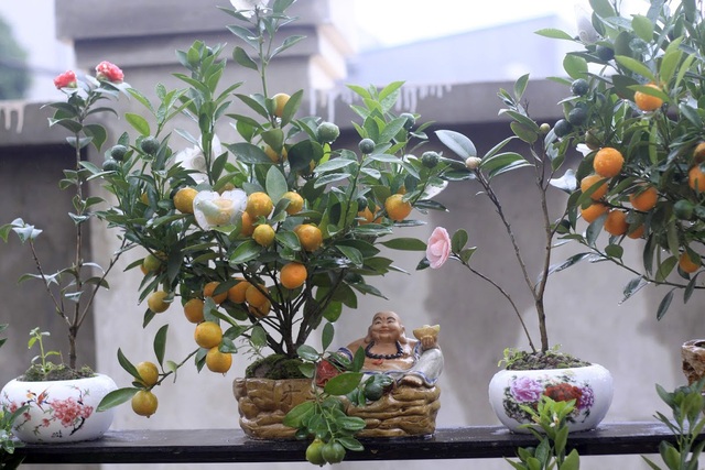 Quất cảnh Tứ Liên “đọ sắc” - 7 Quất cảnh Tứ Liên “đọ sắc” - 7