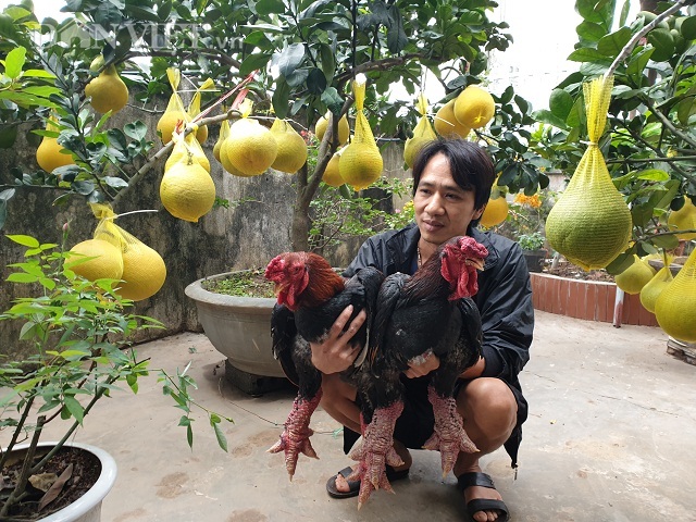 Ninh Bình: Nuôi gà tiến vua, trồng bưởi cảnh bán Tết mà ăn Tết to - 1 Ninh Bình: Nuôi gà tiến vua, trồng bưởi cảnh bán Tết mà ăn Tết to - 1
