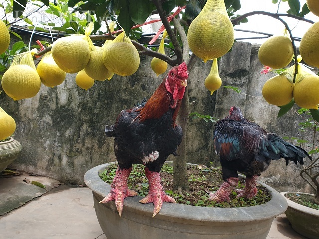 Ninh Bình: Nuôi gà tiến vua, trồng bưởi cảnh bán Tết mà ăn Tết to - 3 Ninh Bình: Nuôi gà tiến vua, trồng bưởi cảnh bán Tết mà ăn Tết to - 3
