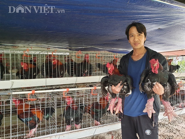 Ninh Bình: Nuôi gà tiến vua, trồng bưởi cảnh bán Tết mà ăn Tết to - 4 Ninh Bình: Nuôi gà tiến vua, trồng bưởi cảnh bán Tết mà ăn Tết to - 4