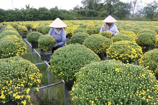 Đồng Tháp: Cúc mâm xôi trúng mùa, trúng giá trong dịp Tết - 1 Đồng Tháp: Cúc mâm xôi trúng mùa, trúng giá trong dịp Tết - 1