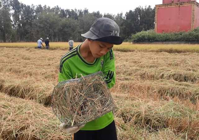 Cà Mau: Nhộn nhịp cảnh bắt chuột đồng trước thềm năm ông Tý - 9 Cà Mau: Nhộn nhịp cảnh bắt chuột đồng trước thềm năm ông Tý - 9