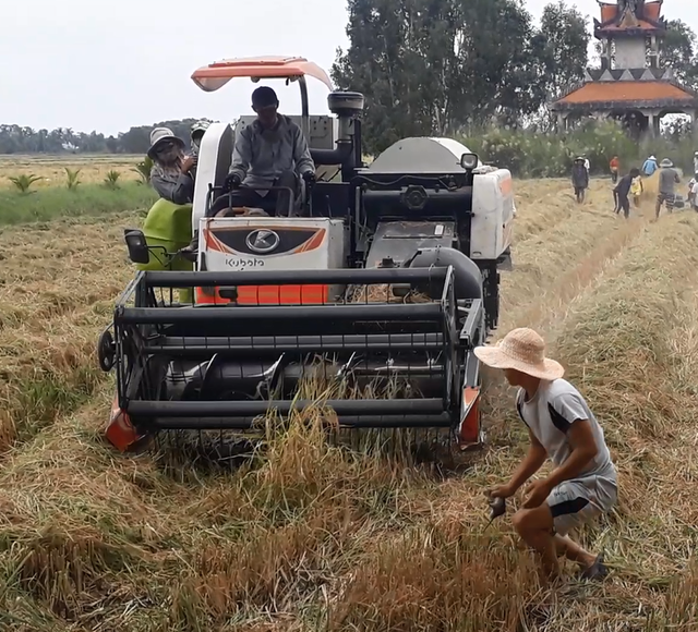 Cà Mau: Nhộn nhịp cảnh bắt chuột đồng trước thềm năm ông Tý - 3 Cà Mau: Nhộn nhịp cảnh bắt chuột đồng trước thềm năm ông Tý - 3
