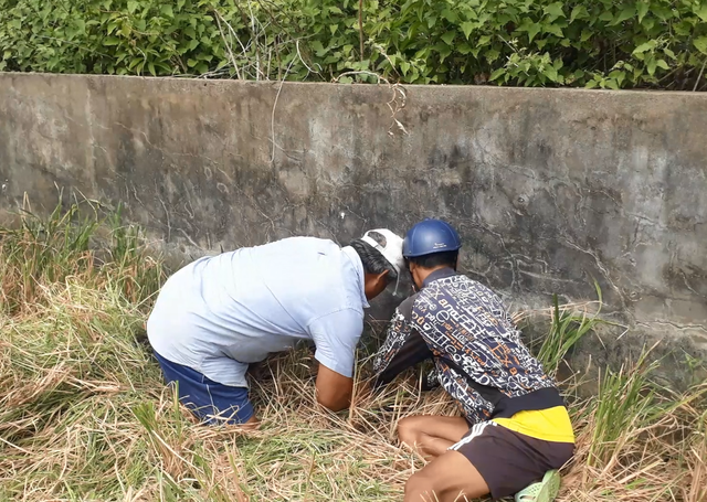 Cà Mau: Nhộn nhịp cảnh bắt chuột đồng trước thềm năm ông Tý - 4 Cà Mau: Nhộn nhịp cảnh bắt chuột đồng trước thềm năm ông Tý - 4
