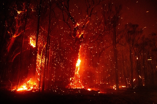 Australia đón trận mưa “vàng” giữa thảm kịch cháy rừng - Ảnh minh hoạ 9